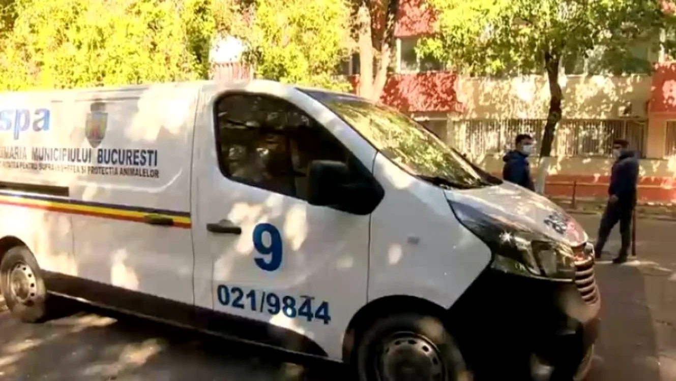Vulpea a fost zărită într-o intersecţie din Sectorul 2                                            FOTO: Digi24