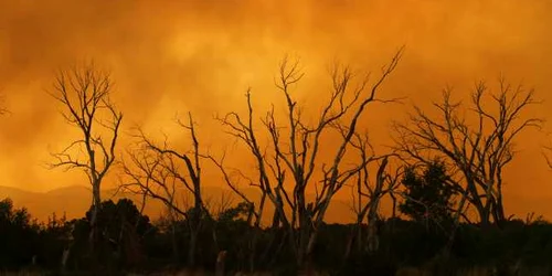  Circa 94.000 de hectare de teren au fost distruse de incedii în estul statului american Arizona