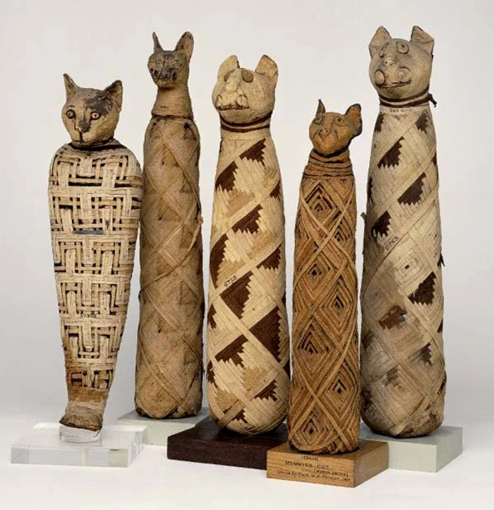 mummified egyptian cats jpg jpeg