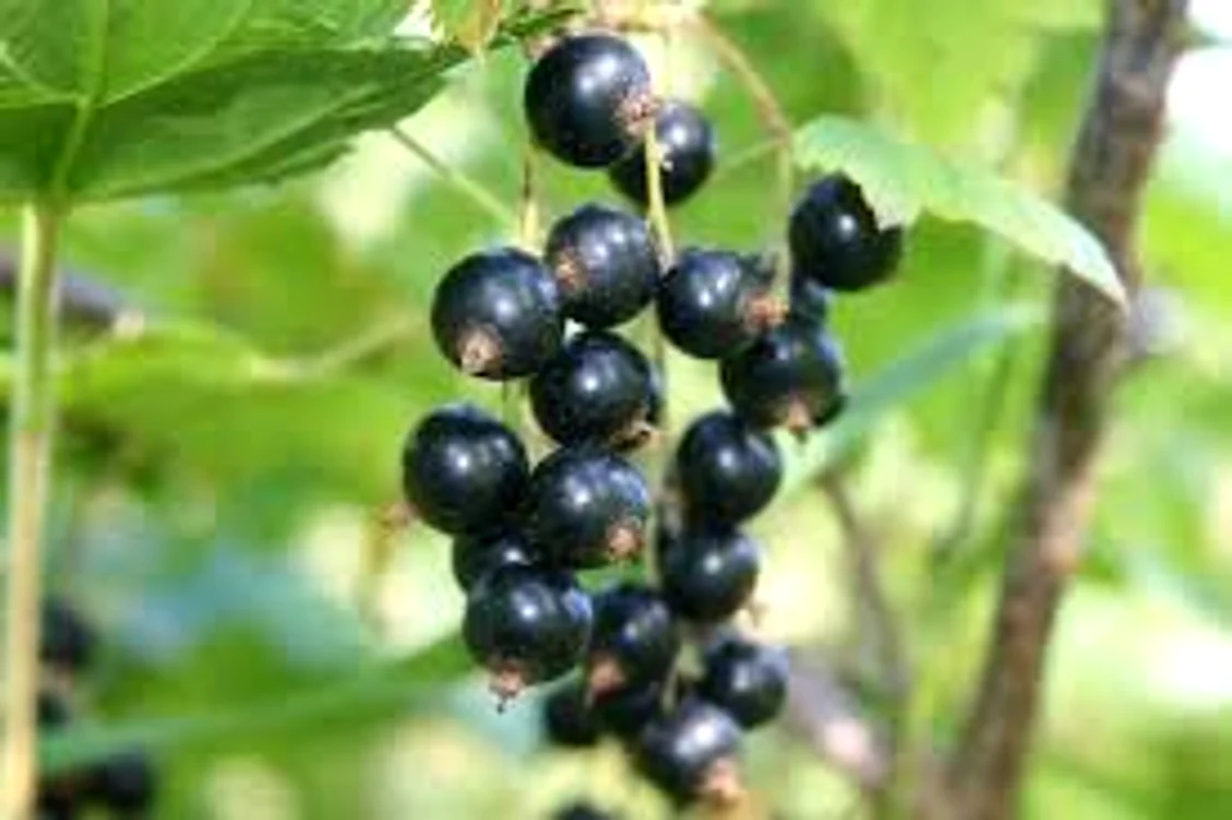 
    Extractul de coacăz negru, benefic pentru alergici  povesteanaturii.ro  