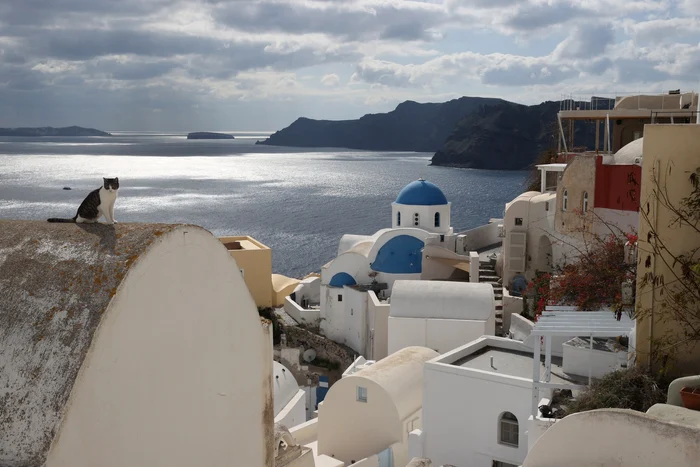 Pisică pe un acoperiș al unei case din Santorini. Februarie 2025