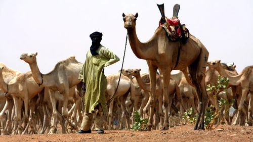 trib nomad jpg jpeg