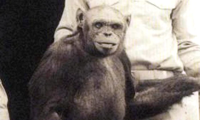 Oamenii de știință din China au făcut experimente cu hibrizi om cimpanzeu în anii ‘60 jpeg