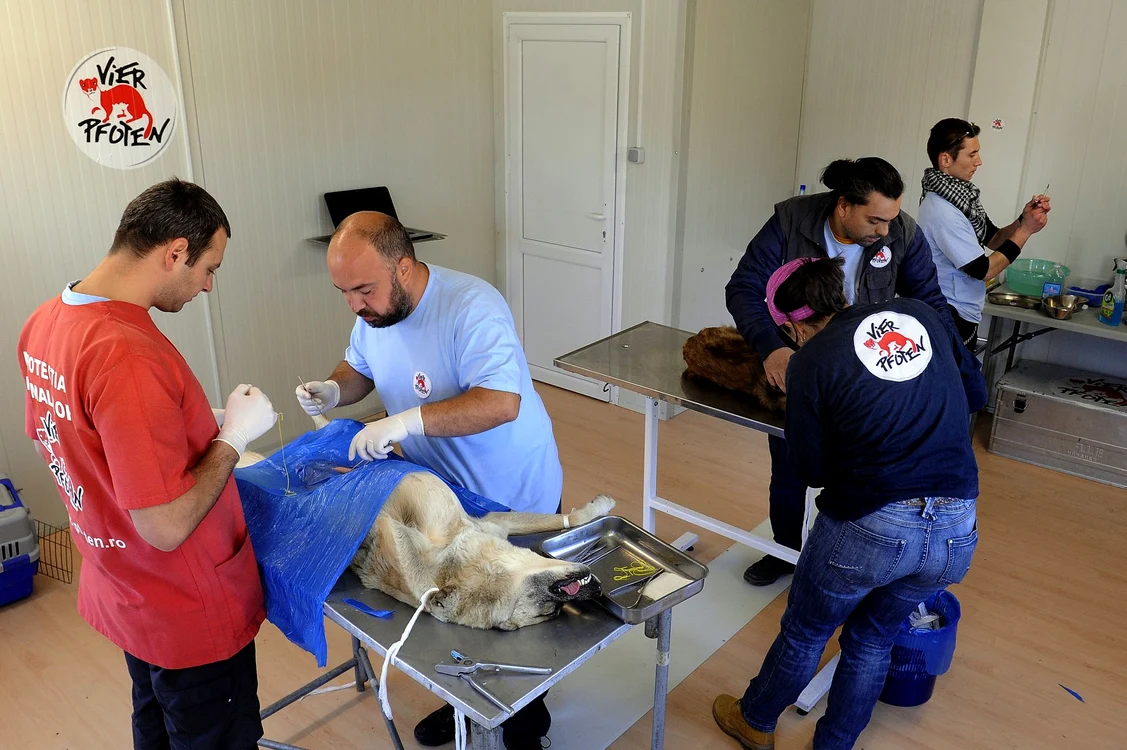 
    În prima campanie din primăvară, medicii Vier Pfoten au sterilizat şi tratat 711 maidanezi (foto: Vier Pfoten)  