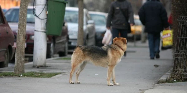 Câine maidanez pe trotuar 