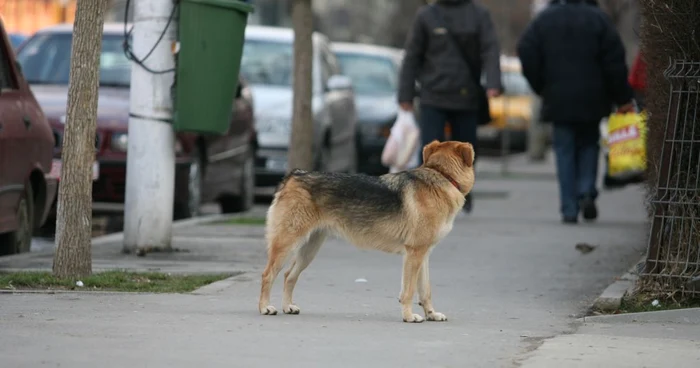 Numărul câinilor comunitari a crescut / Foto: Arhivă