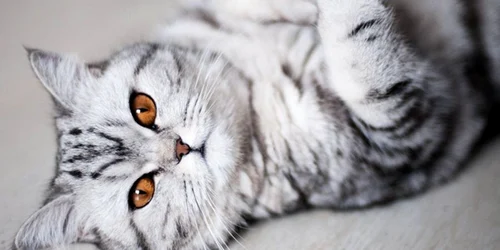Cele mai frumoase pisici FOTO boredpanda