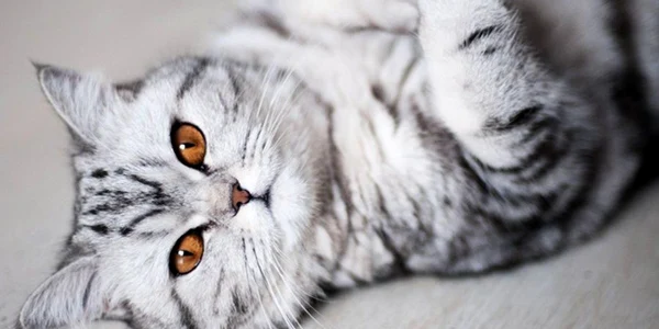 Cele mai frumoase pisici FOTO boredpanda