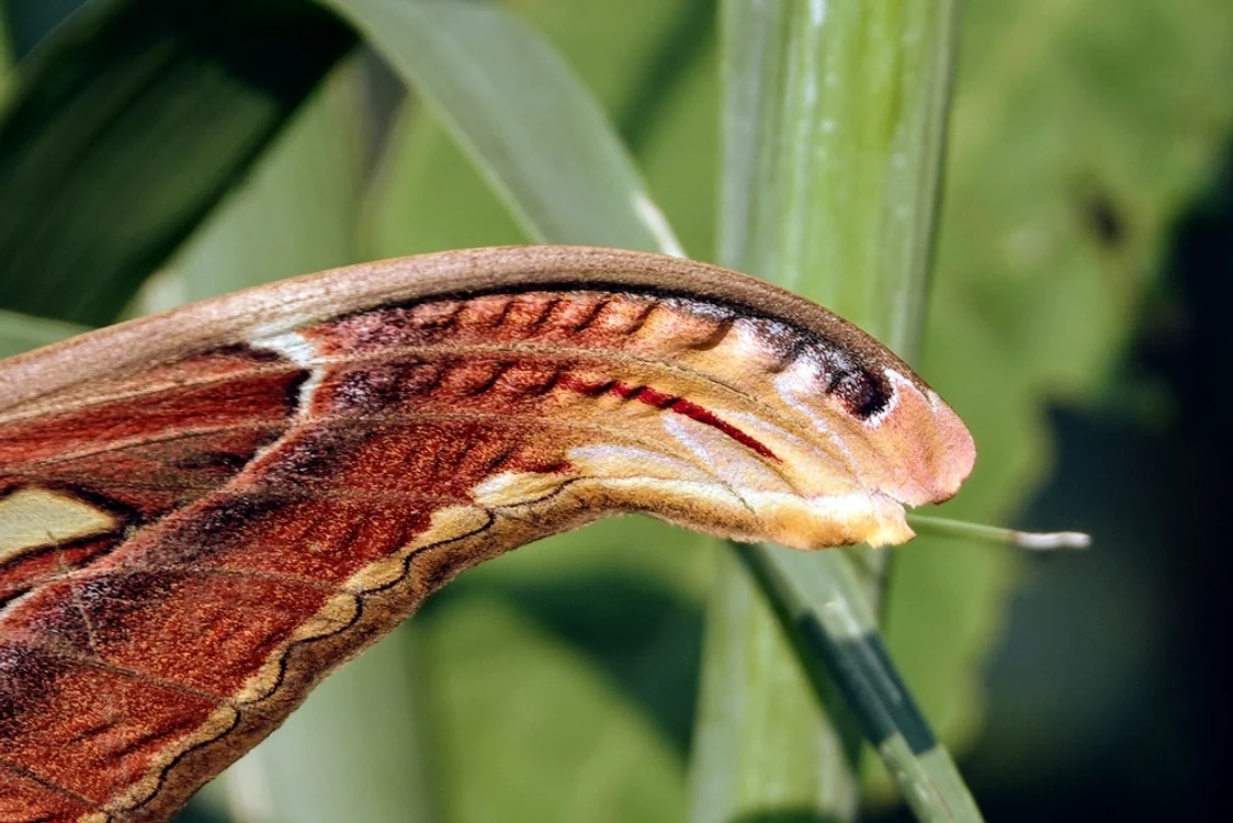 Aripile moliei Attacus Atlas seamănă cu un cap de cobră