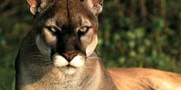Puma aparţinea cu acte în regulă proprietarului său