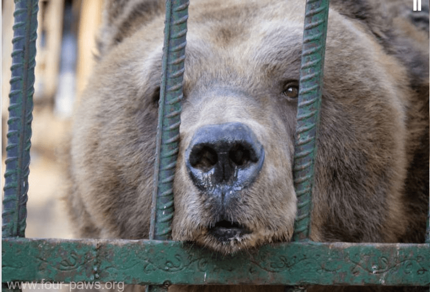Un urs care a trăit 20 de ani în captivitate a fost eliberat. Povestea tristă a animalului