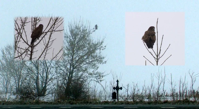 Păsările răpitoare au venit către marginea şoselei în căutarea căutarea hranei FOTO: Iulian Bunilă