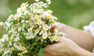 musetel flori 8 3 2009 4 36 52 pm jpeg