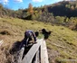 Satul Boia Barzii din Hunedoara Tinutul Padurenilor Foto Daniel Guță ADEVĂRUL (21) jpg