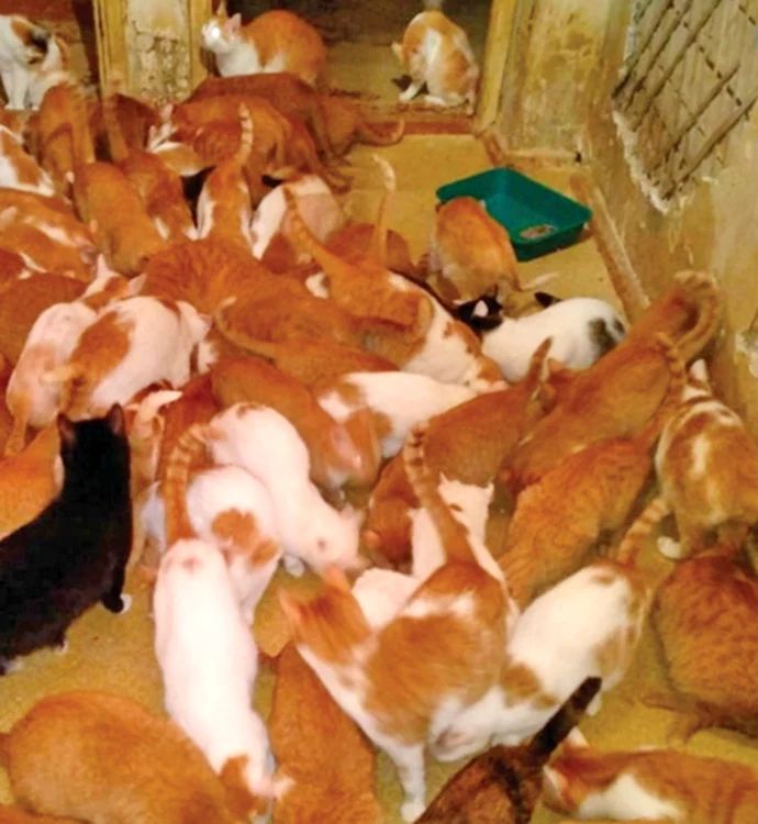 Aşa trăiesc ”în armonie” 130 de mâţe