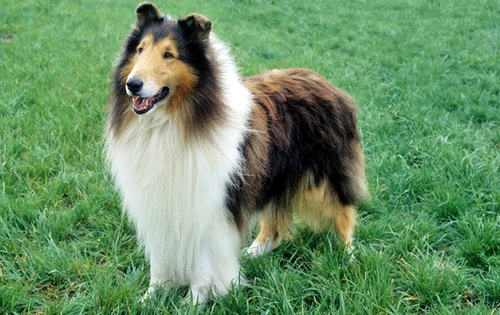 collie jpg jpeg