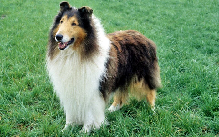 collie jpg jpeg