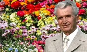 floarea adusa de ceausescu jpg