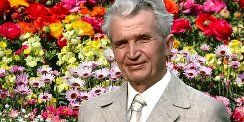 floarea adusa de ceausescu jpg
