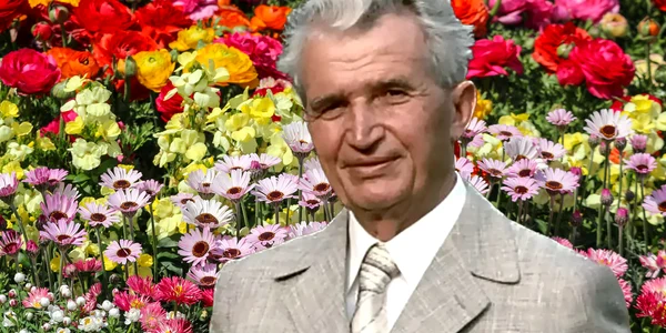 floarea adusa de ceausescu jpg