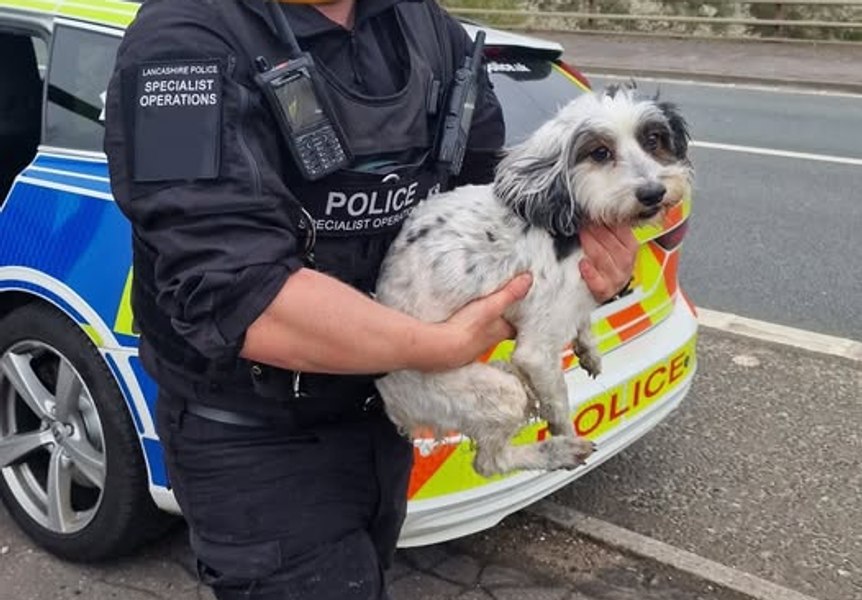 Poliția britanică a închis o autostradă ca să salveze un cățel fugit de acasă. Polițiștii l-au botezat Houdini