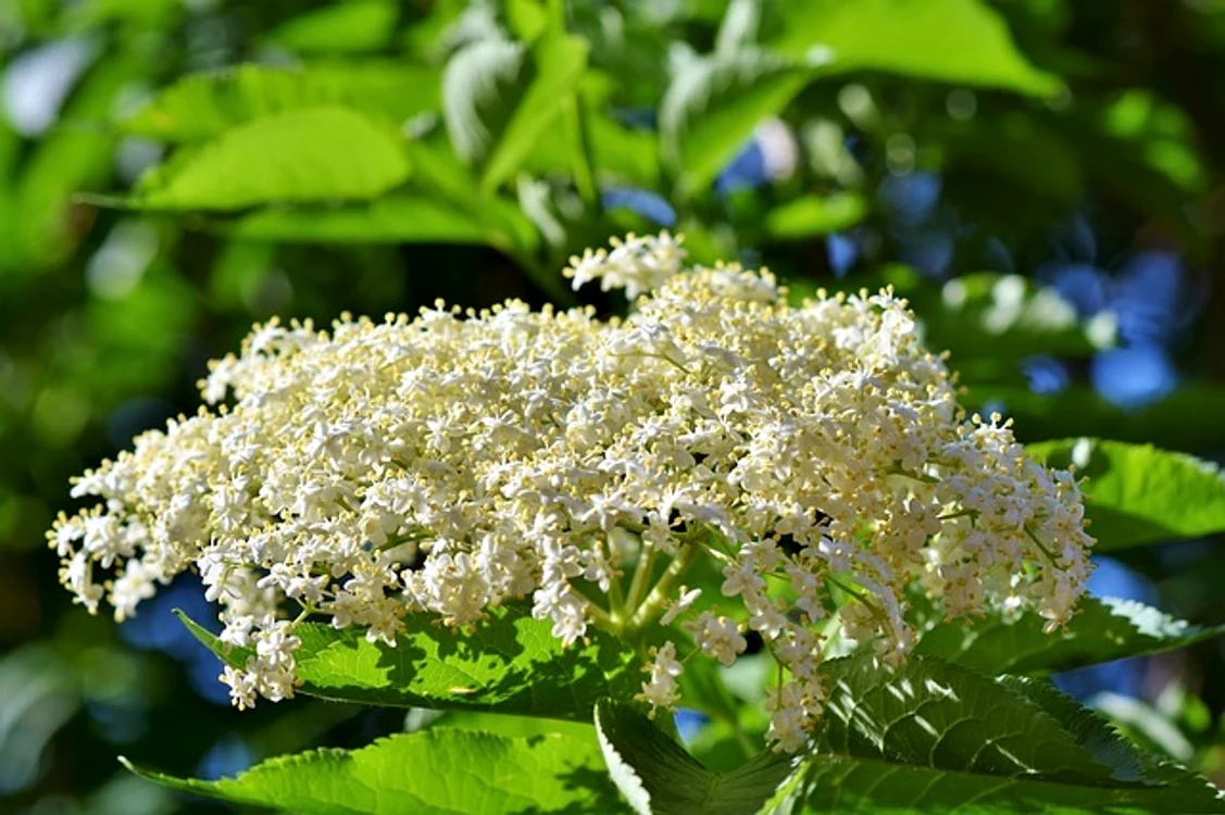 
    Aroma mentei influenţează starea de spirit şi creşte puterea de concentrare. Foto: pixabay.com  