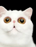 1 shutterstock 445349035 jpg jpeg