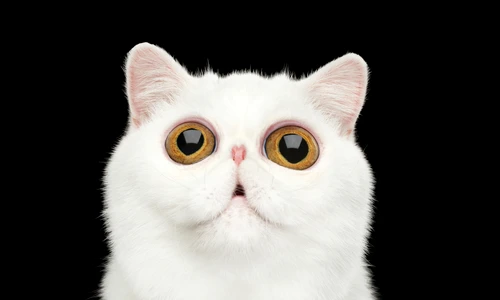 1 shutterstock 445349035 jpg jpeg