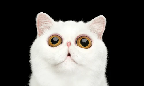 1 shutterstock 445349035 jpg jpeg