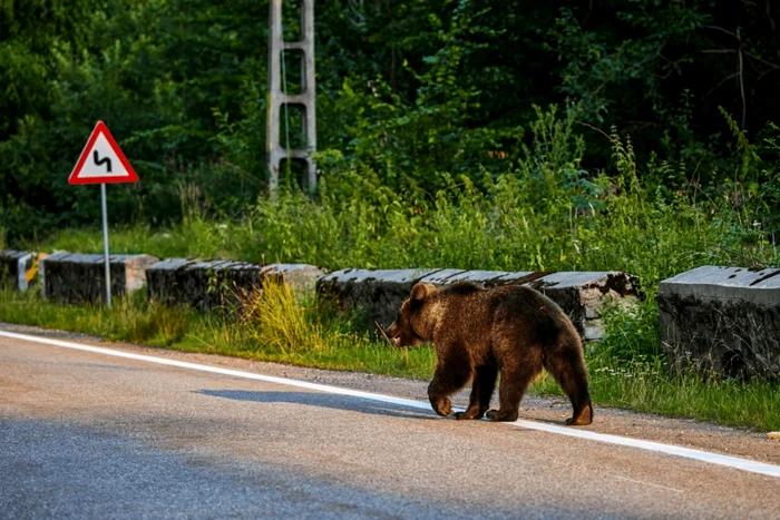 Urșii vin din ce în ce mai des prin zone locuite FOTO Arhiva Adevărul