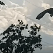 parasutist militar accident captura video TVR TG Mureş jpg