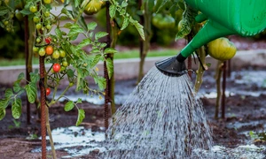 the cultivation of 5455003 1280 jpg