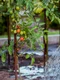 the cultivation of 5455003 1280 jpg