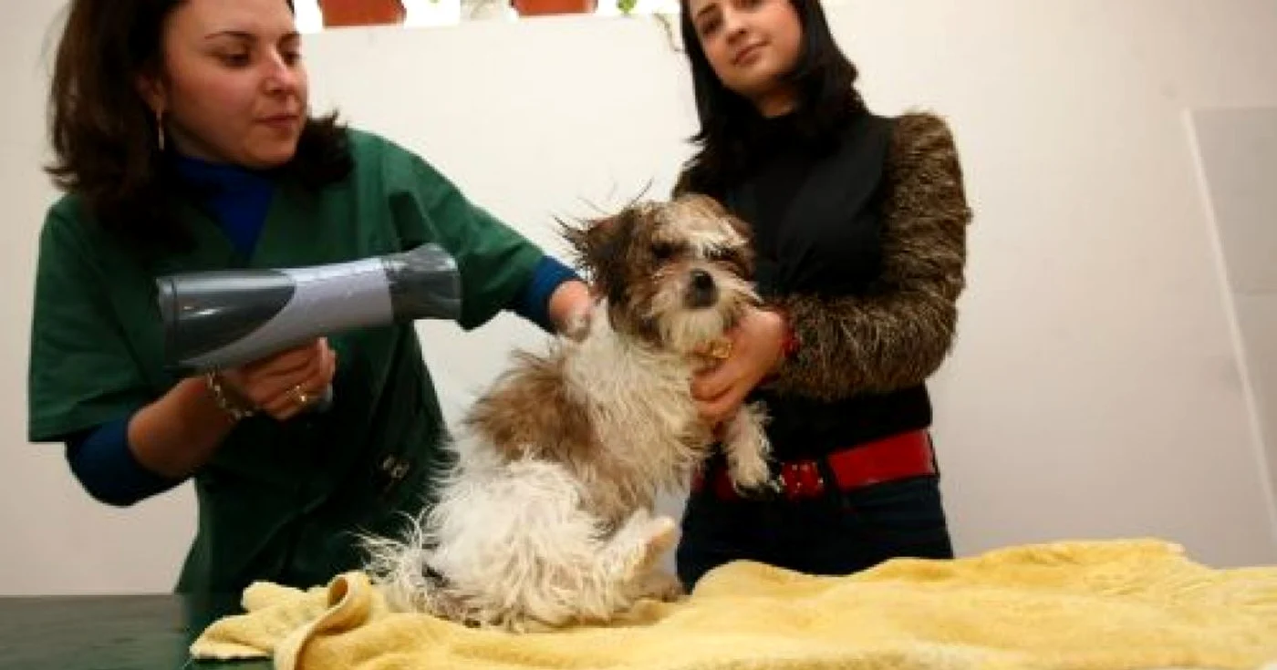 Pufi este aranjată la salon de coafeza Eli cu ajutorul stăpânei