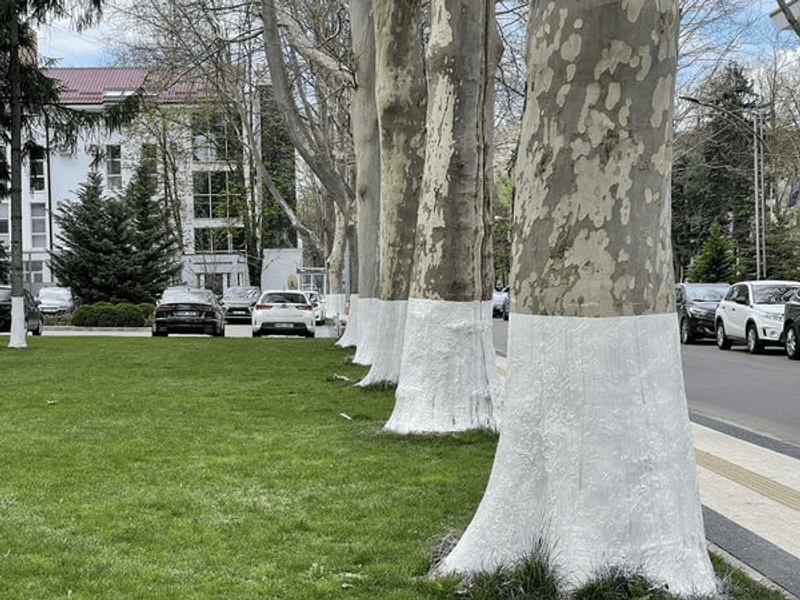 De ce dăm cu var copacii primăvara. Obiceiul nu este vechi, dar a devenit un ritual