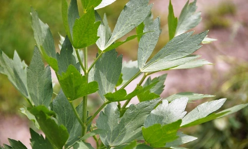 1 81797 original jpg jpeg