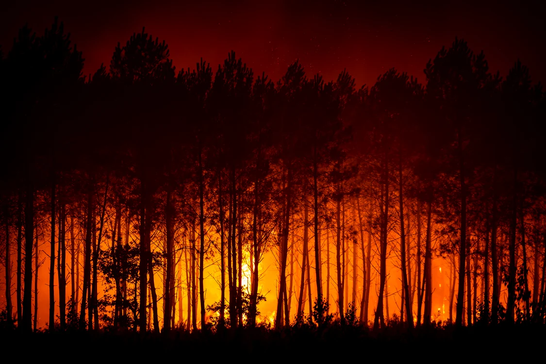Incendiile au distrus mii de hectare de pădure în Europ
