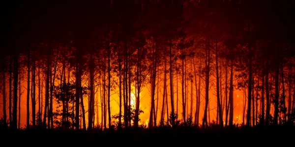 Incendii Franța. FOTO Profimedia