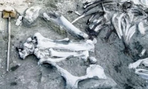 Un mamut unic în lume, expus la Muzeul din Baraolt jpeg