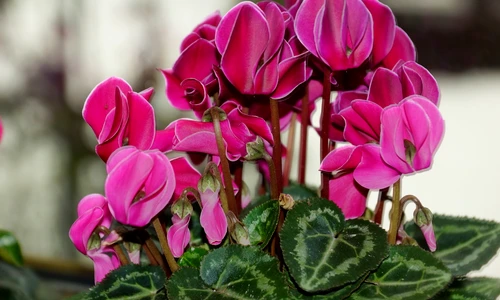 1 71559 original jpg jpeg