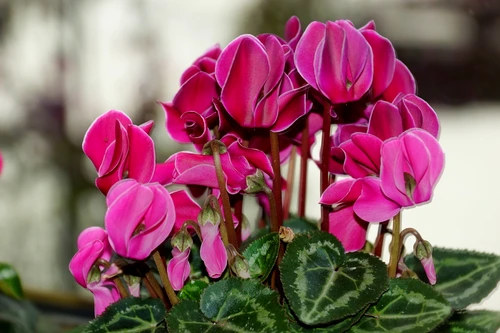 1 71559 original jpg jpeg