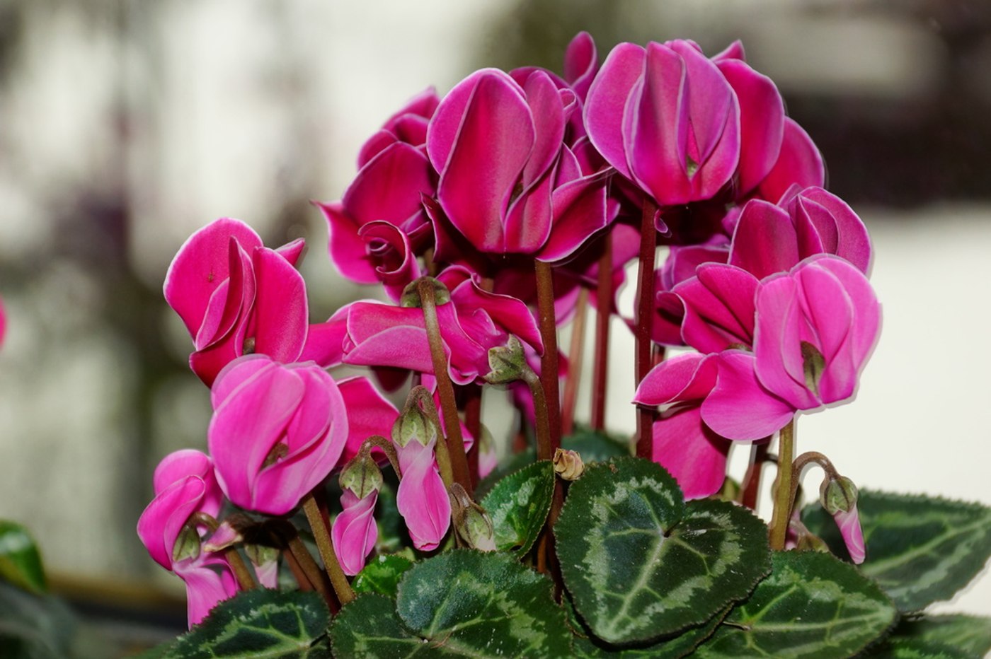 Plante care aduc noroc i bunstare