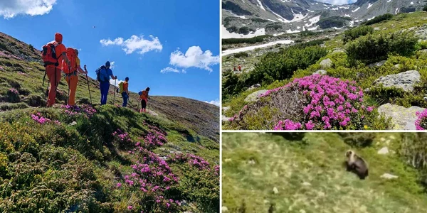 Ursoaica cu trei pui in Parang  Foto Attila Dobai jpg