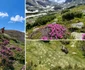 Ursoaica cu trei pui in Parang  Foto Attila Dobai jpg