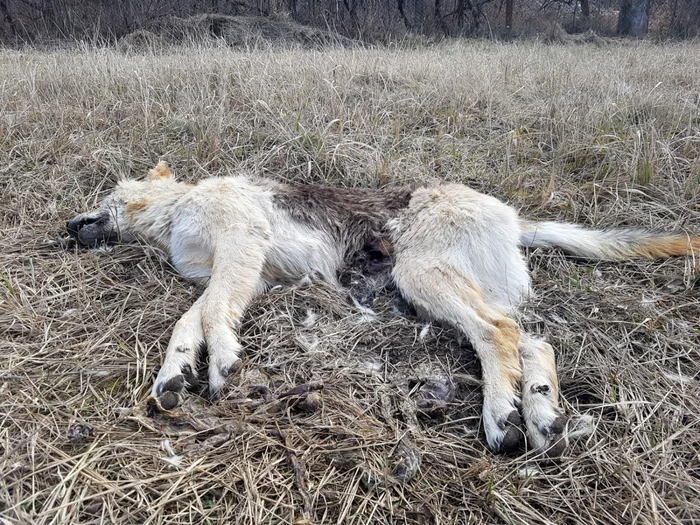 Mai mulţi câini morţi au fost găsiţi în satul Stroieşti FOTO: https://www.facebook.com/adin.adina.7545