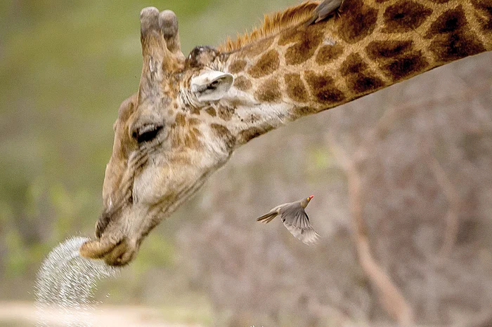 Nimic nu se compară cu o gură de apă rece pe arşiţa din savană