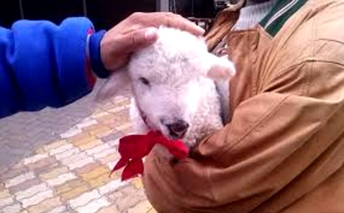
    Cine-l mângâie pe Vasilică, mielul ce aduce norocul, va avea bucurii tot anulSursa foto: Creștin-ortodox  