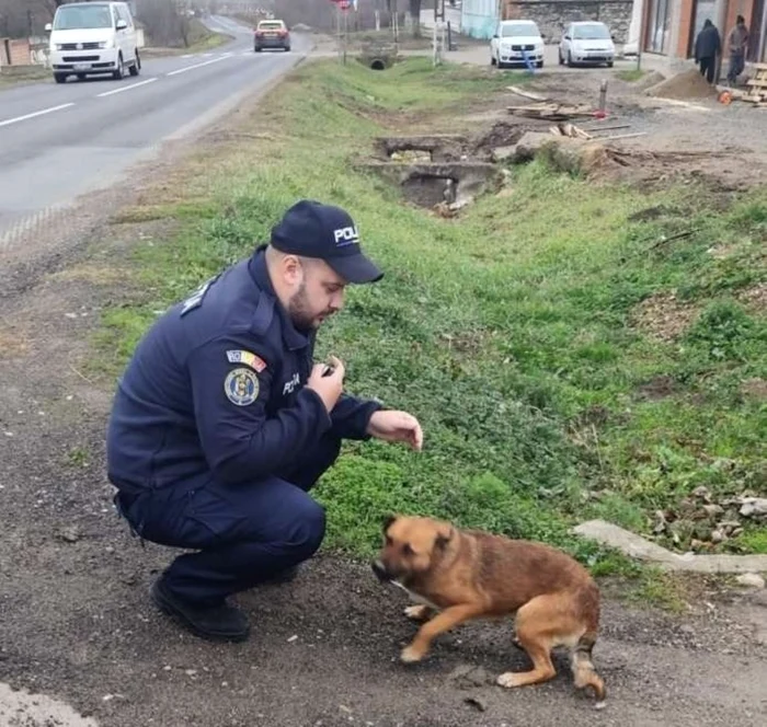Căţelul abandonat a fost adoptat de o persoană din Oraviţa. FOTO IPJ Caraş-Severin