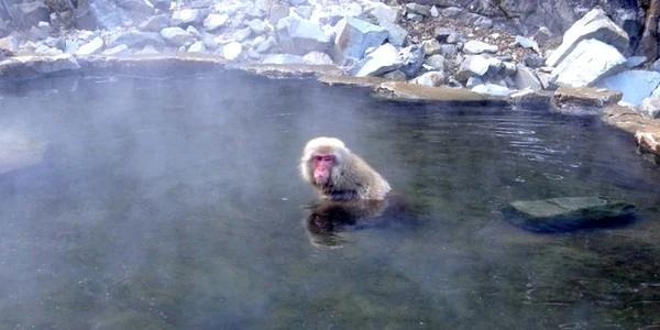 maimuta macaque