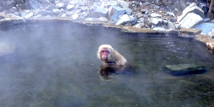 maimuta macaque